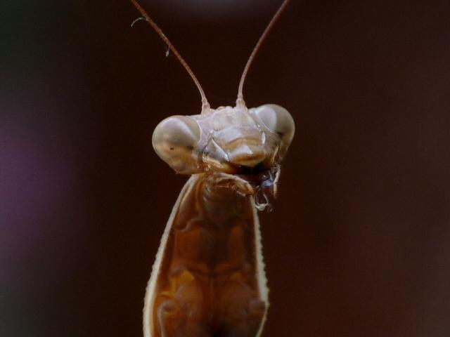 mantide